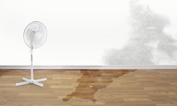 Best Mold removal after water damage  in East Troy, WI